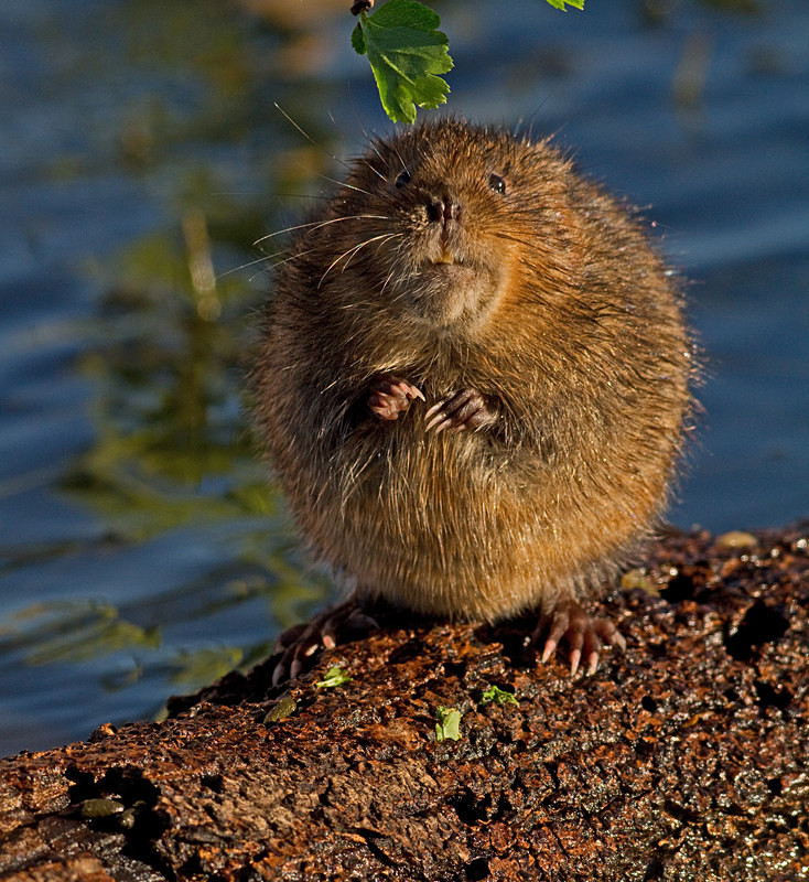  - Water Voles