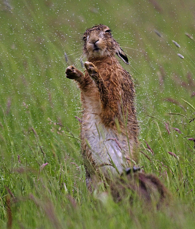 Brown Hare - Hares