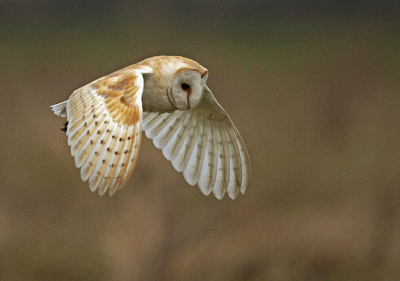 Barn Owl in flight