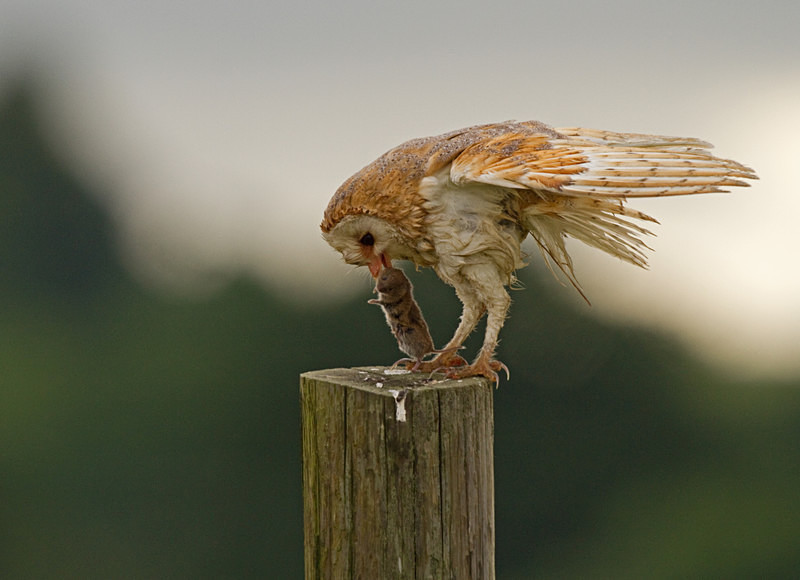  - Barn Owls