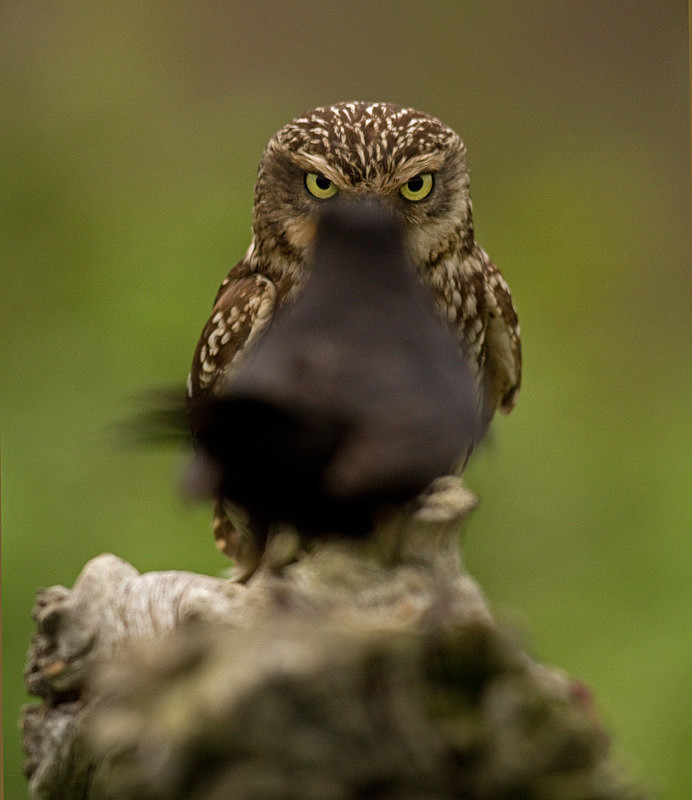  - Little Owls