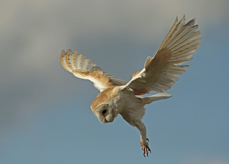 Barn Owl in flight - Barn Owls