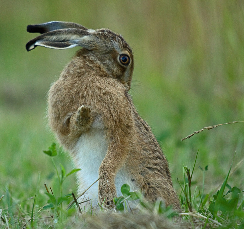  - Hares