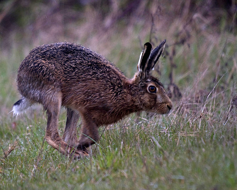 Brown Hare - Hares
