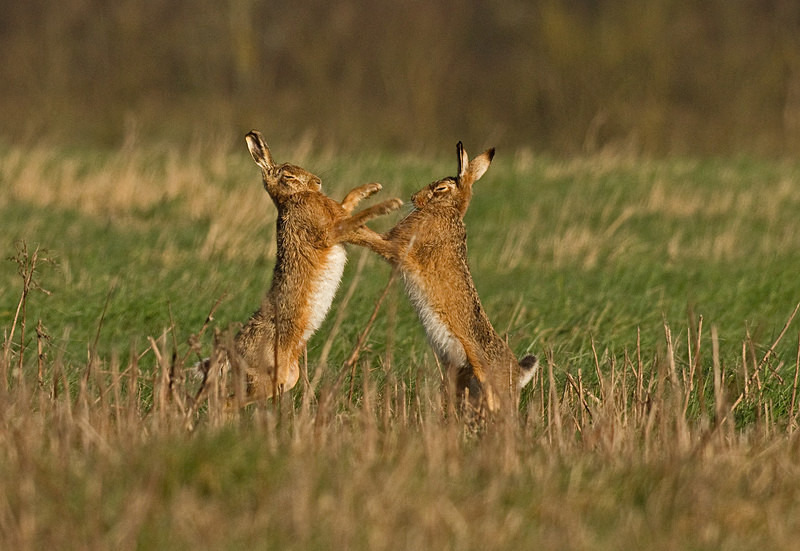 Brown Hares boxing - Hares