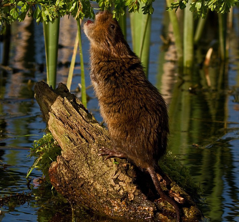  - Water Voles