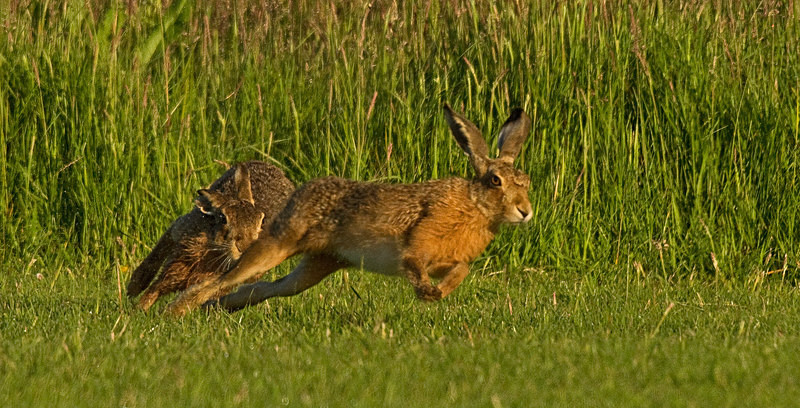  - Hares