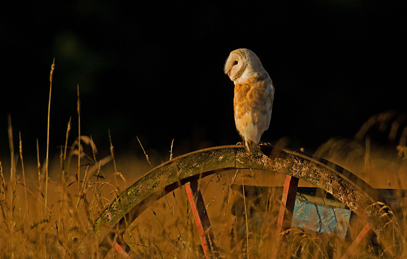 Barn Owl on a wheel - Barn Owls