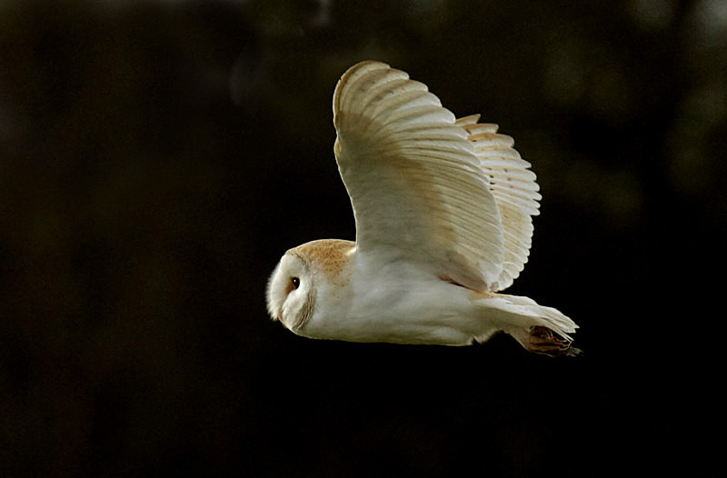 Barn Owl in flight - Barn Owls