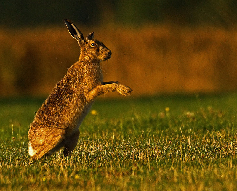 Brown Hare - Hares