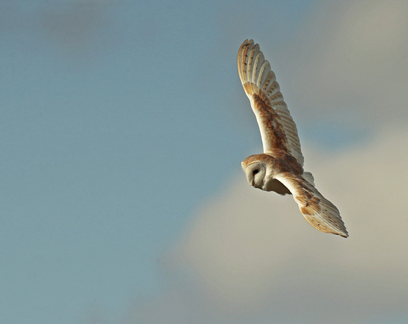  - Barn Owls