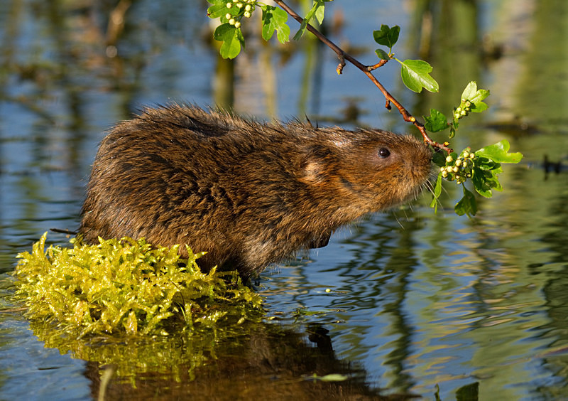  - Water Voles