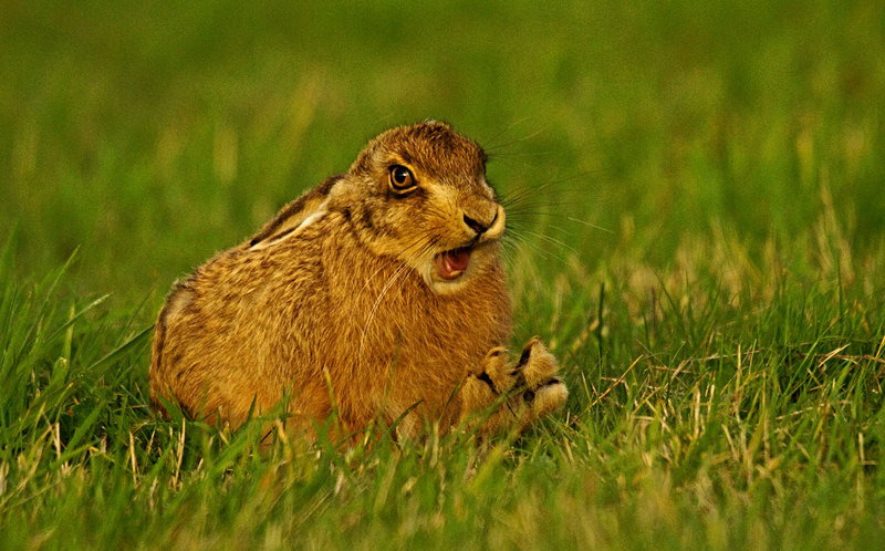 Brown Hare - Hares