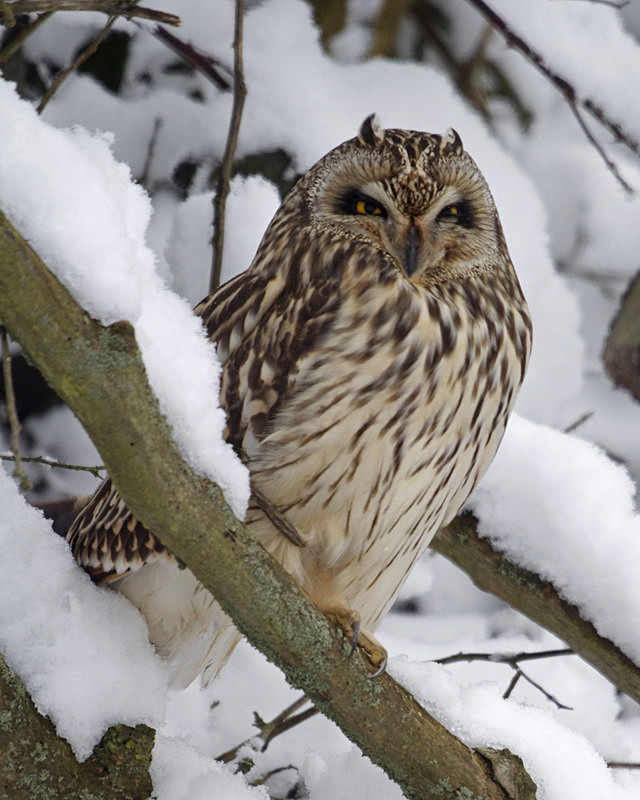 Short Eared Owl in the snow - Short Eared Owls