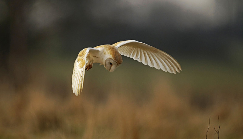 Barn Owl in flight - Barn Owls