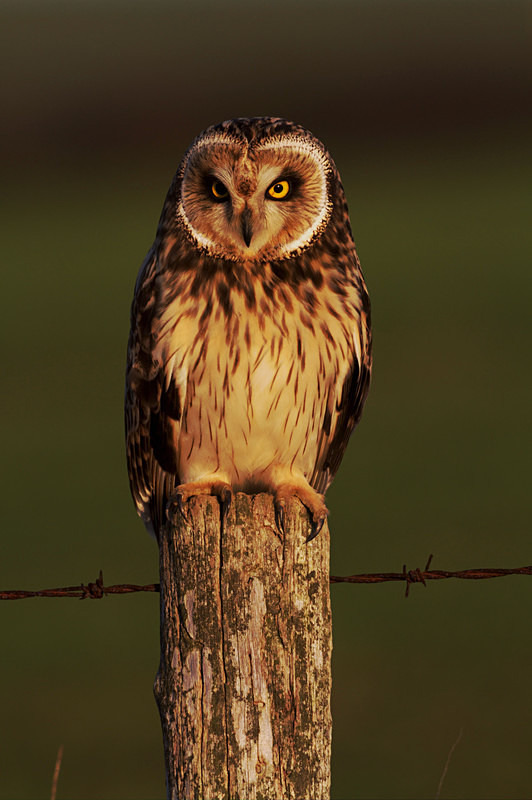 Short Eared Owl perched on a post - Short Eared Owls