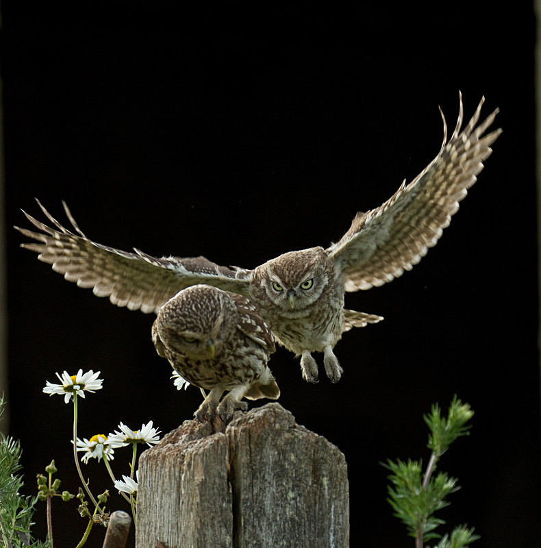  - Little Owls