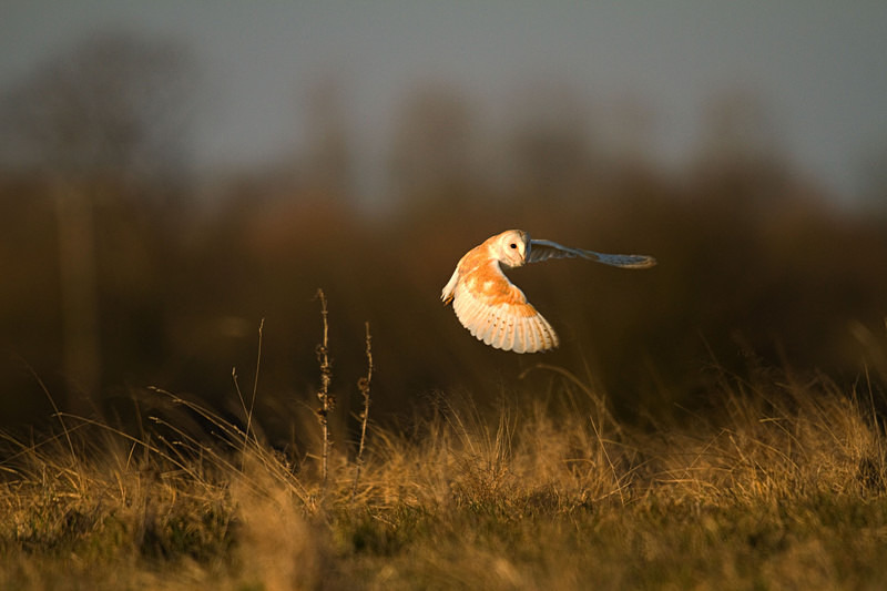 Barn Owl in flight - Barn Owls