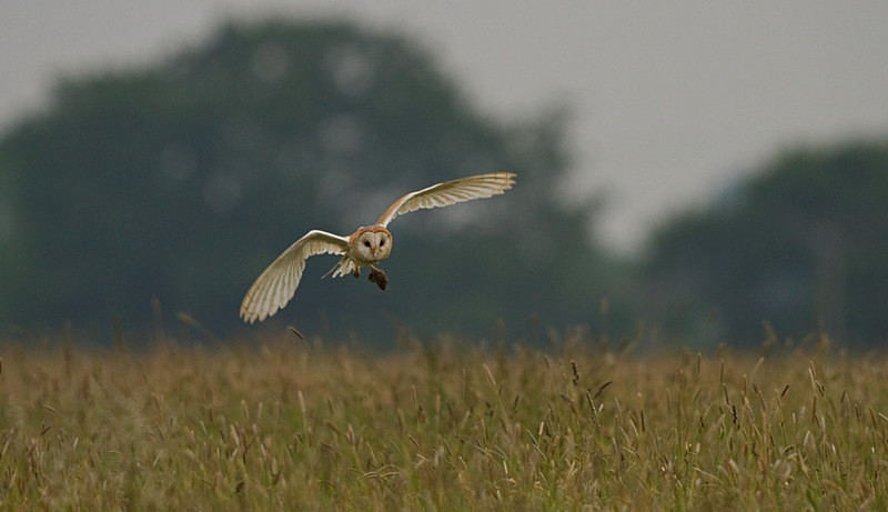 - Barn Owls