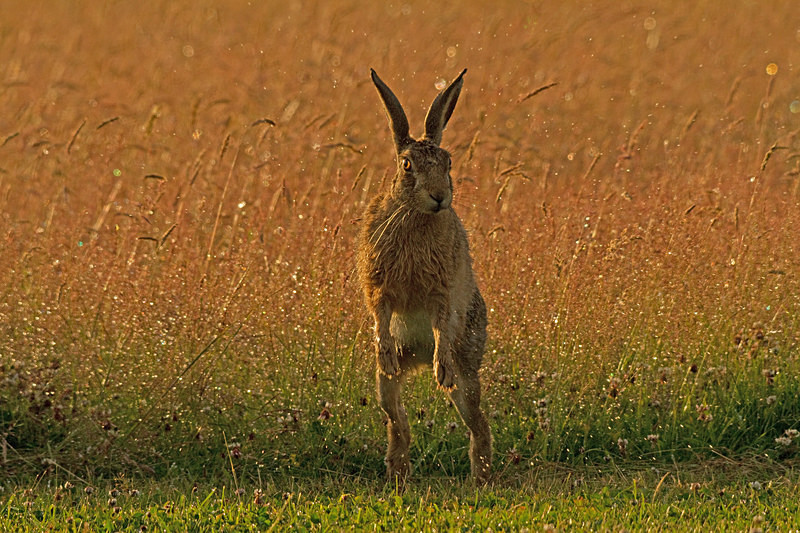  - Hares