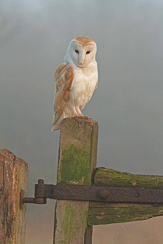  - Barn Owls