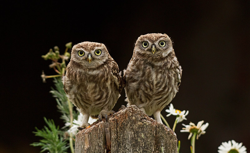  - Little Owls