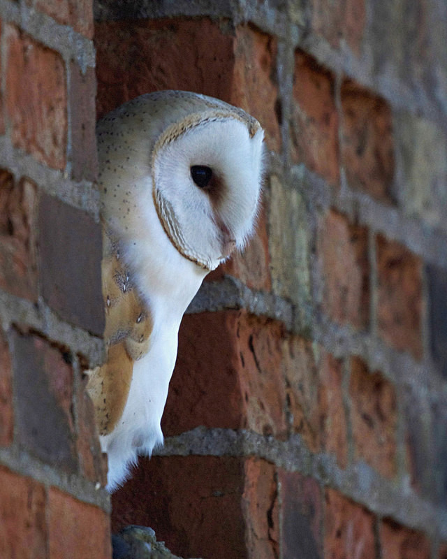 Barn Owl perched in a window - Barn Owls
