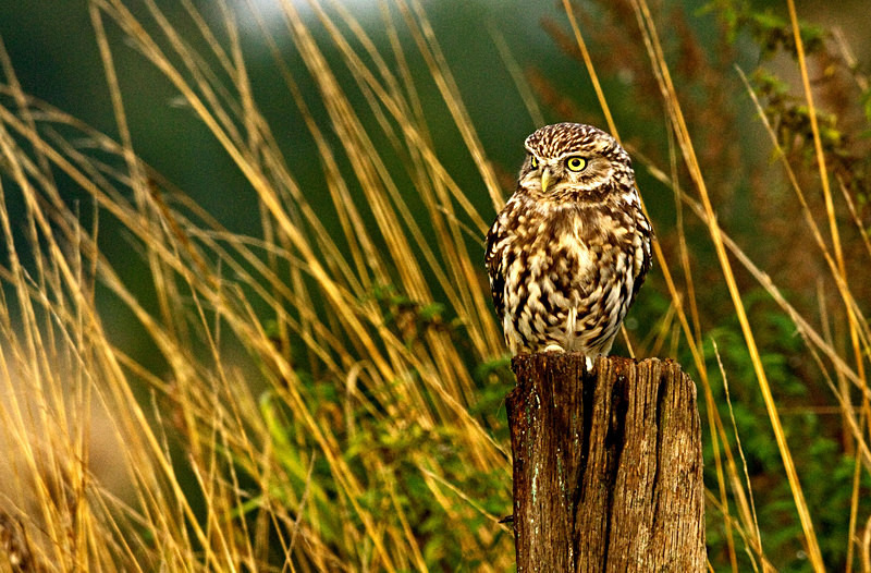 - Little Owls