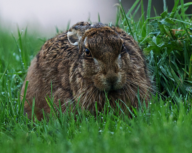 Brown Hare - Hares