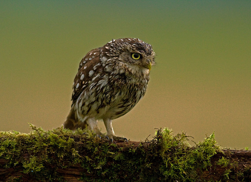  - Little Owls