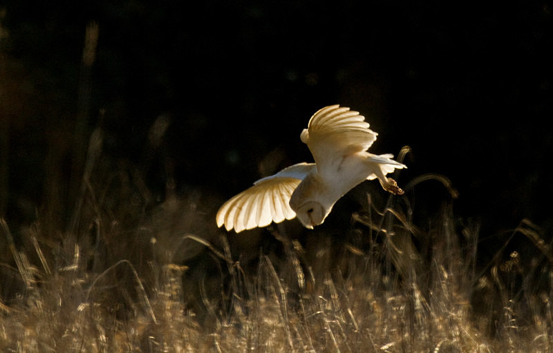 Barn Owl in flight - Barn Owls