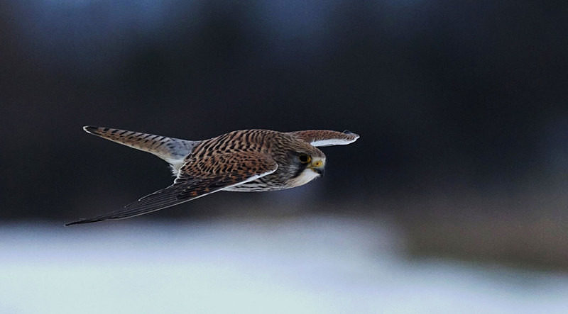Kestrel Flying - Kestrels