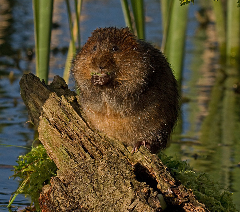  - Water Voles