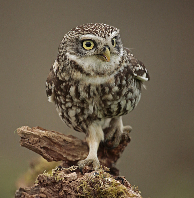  - Little Owls