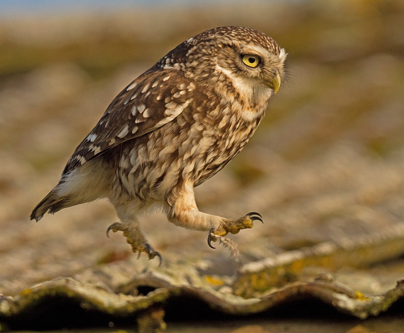  - Little Owls
