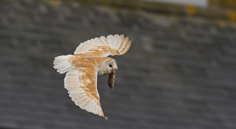  - Barn Owls