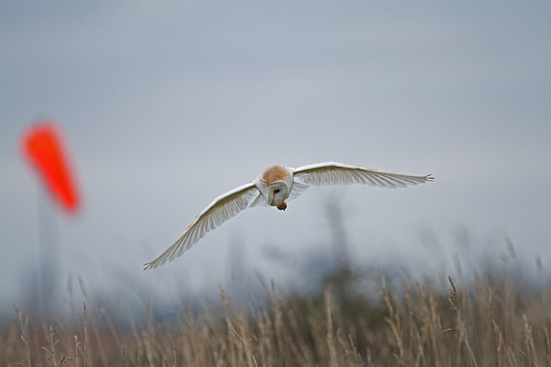  - Barn Owls