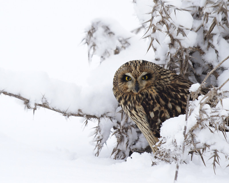 Short Eared Owl in the snow - Short Eared Owls