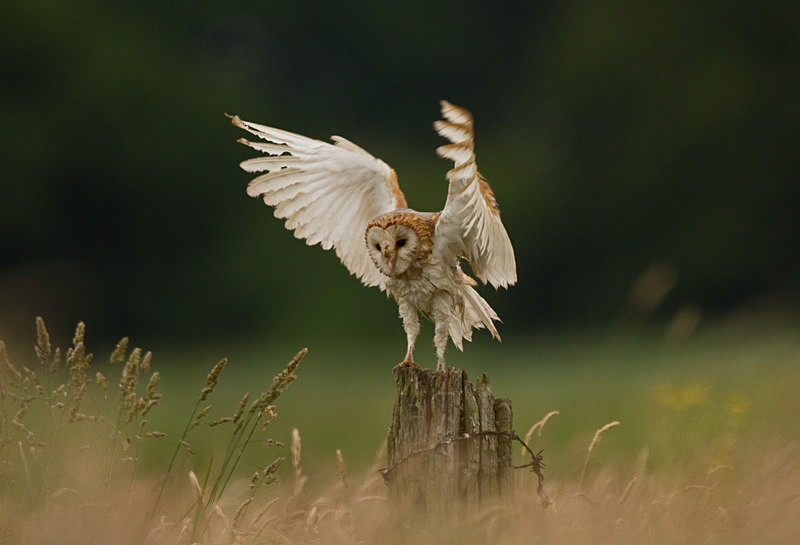  - Barn Owls