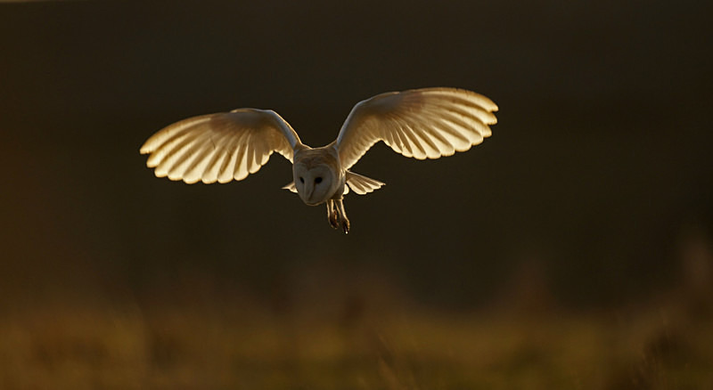 Barn Owl in flight - Barn Owls