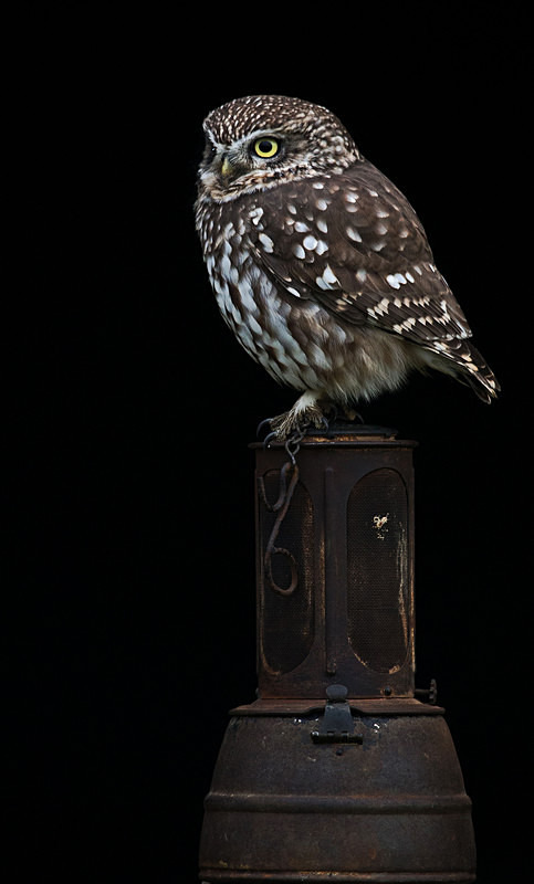  - Little Owls