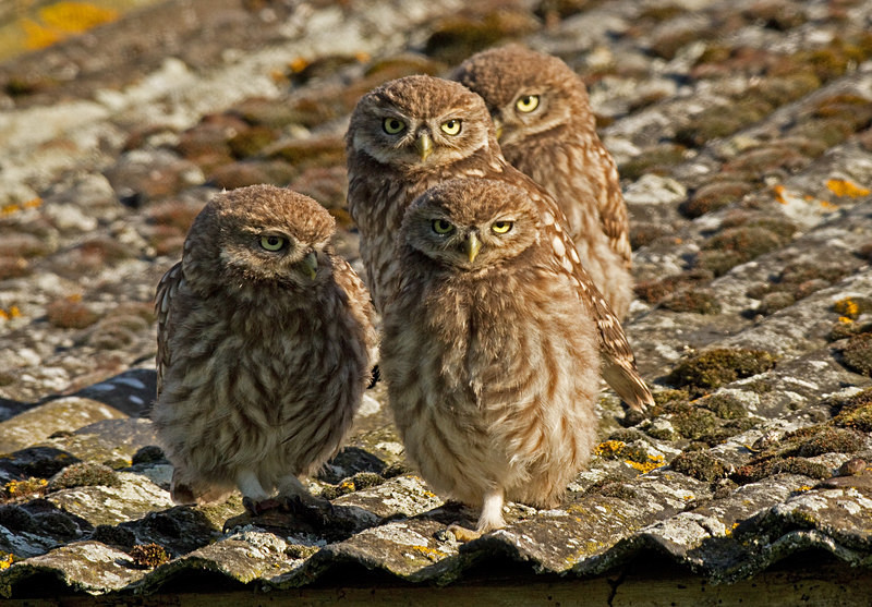  - Little Owls