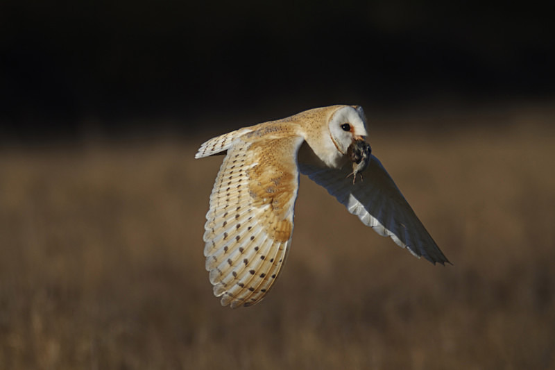Barn Owl in Flight - Barn Owls