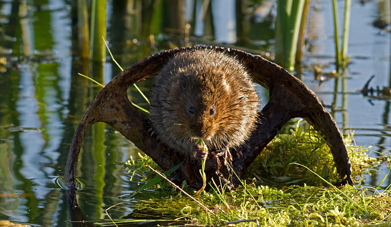 - Water Voles