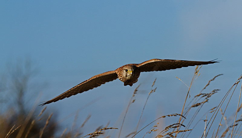 Kestrel in flight at Stow Maries Aerodrome wildlife photography Russell Savory