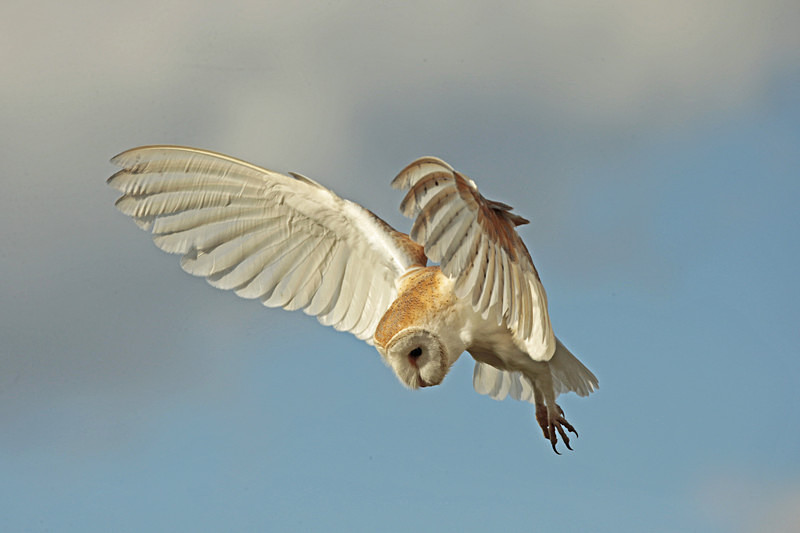  - Barn Owls