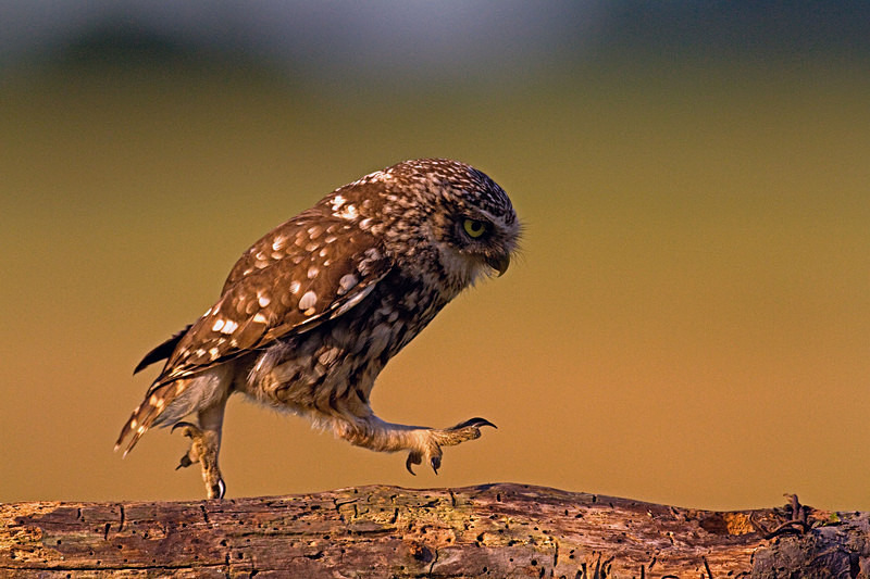  - Little Owls