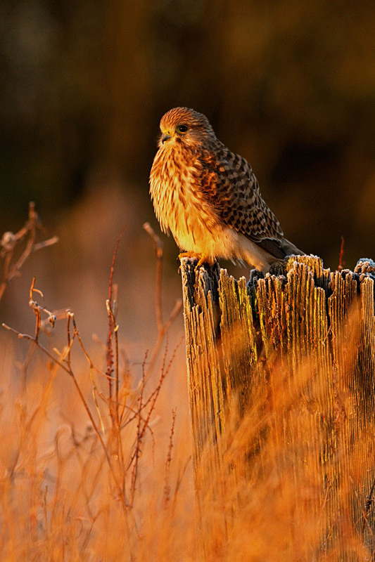 Kestrel perched on a post at Stow Maries Aerodrome wildlife photography Russell Savory