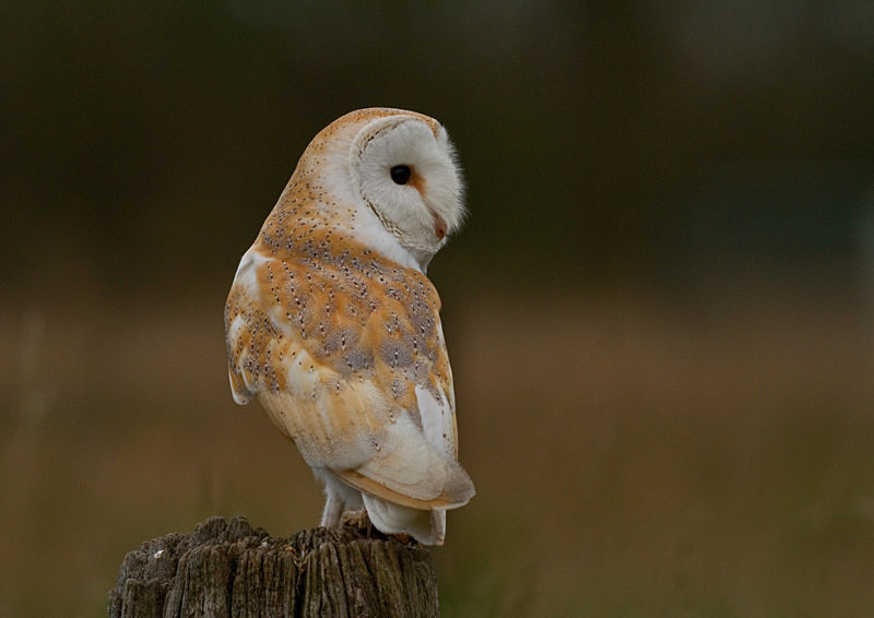 Barn Owl perched on a post - Barn Owls