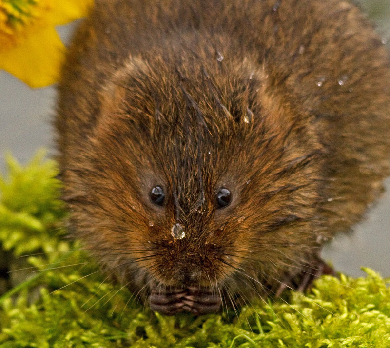  - Water Voles